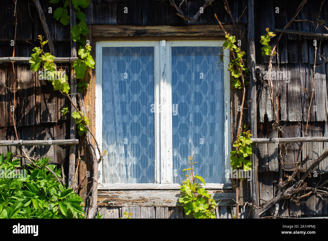 Vieille fenêtre et de bardeaux d'une ferme abandonnée envahi par la végétation Banque D'Images Vieille fenêtre et de bardeaux d'une ferme abandonnée envahi par la végétation Banque D'Images