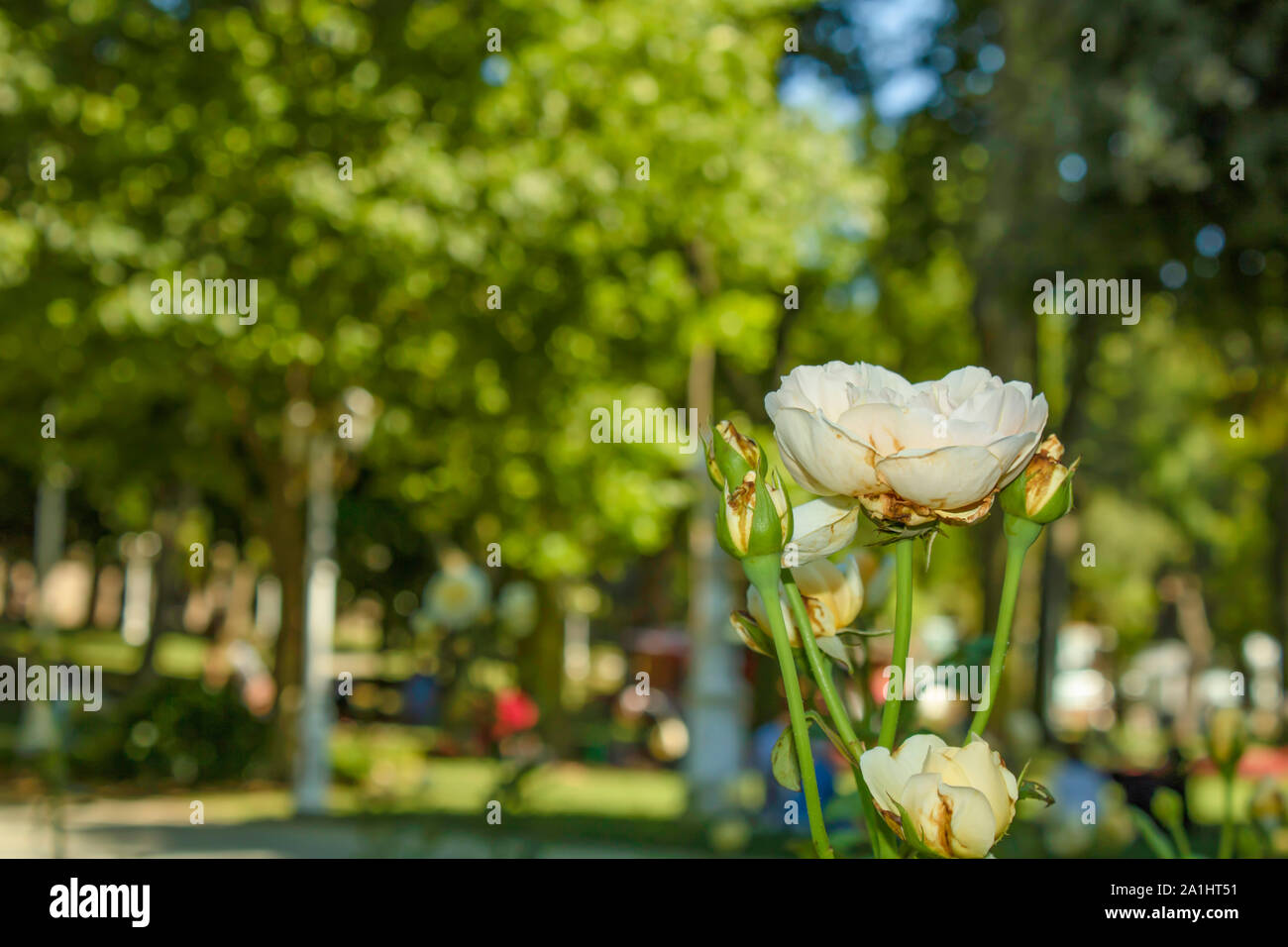 Close-up of rose alba fleur. Il a été tourné dans le parc. Banque D'Images