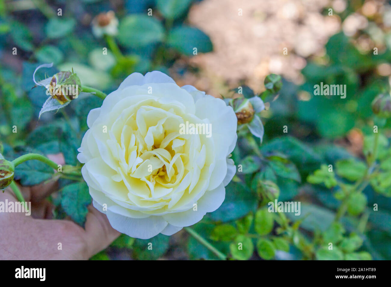 Close-up of rose alba fleur. Il a été tourné dans le parc. Banque D'Images