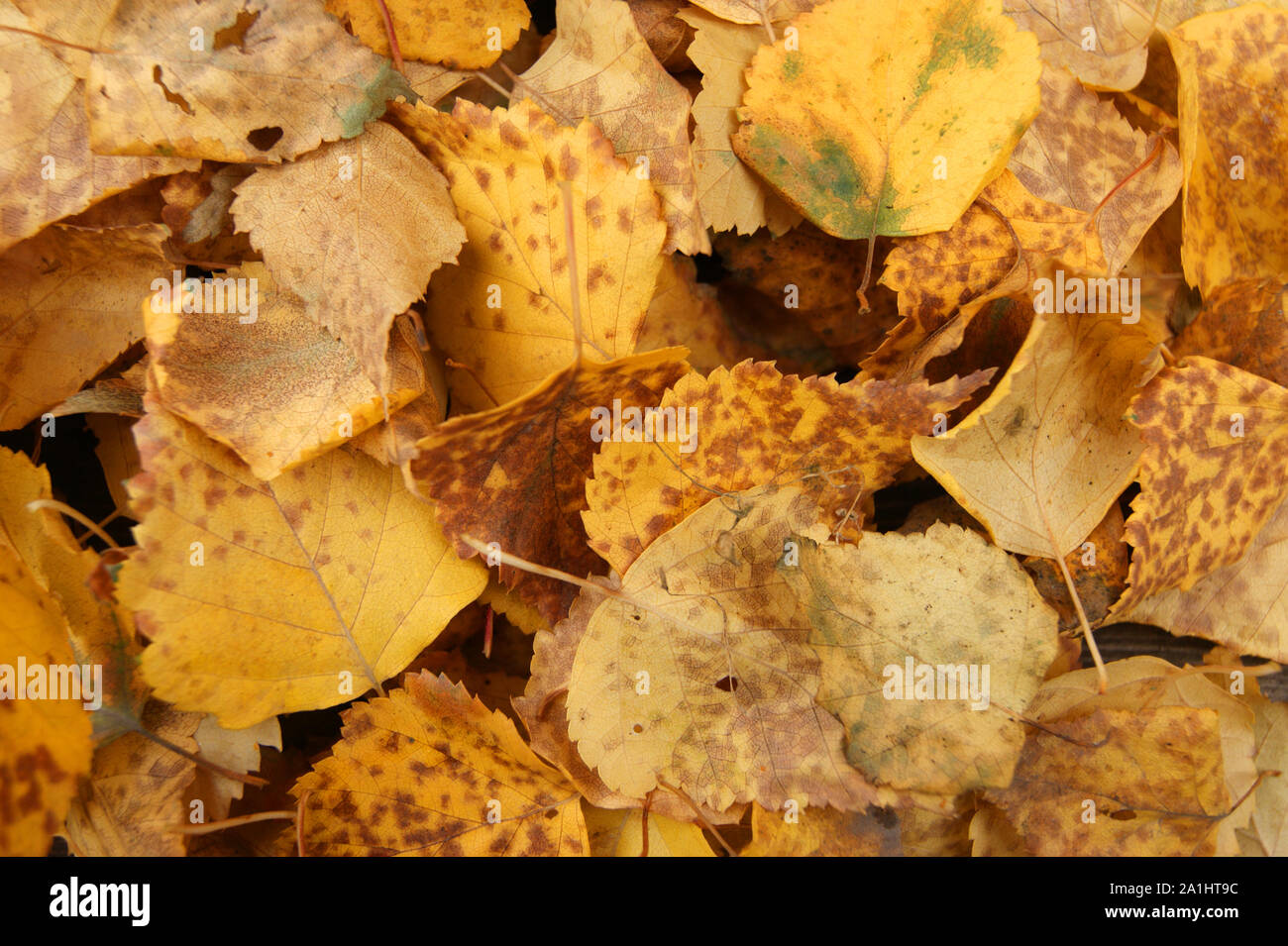 Feuillage brillant et coloré avec arbre en automne Banque D'Images