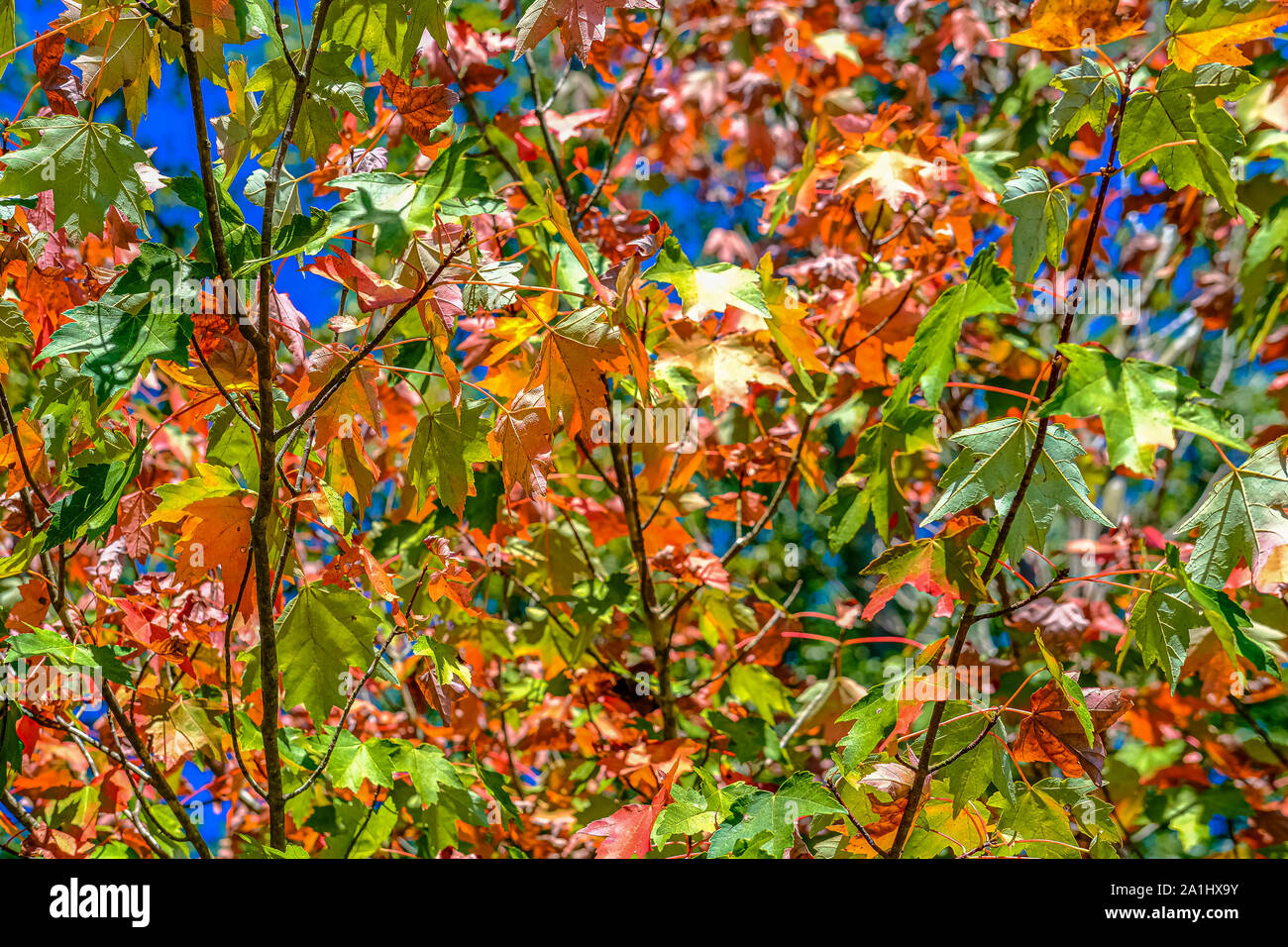 Vert Orange et rouge Feuilles d'érable à l'automne contre le ciel bleu Banque D'Images