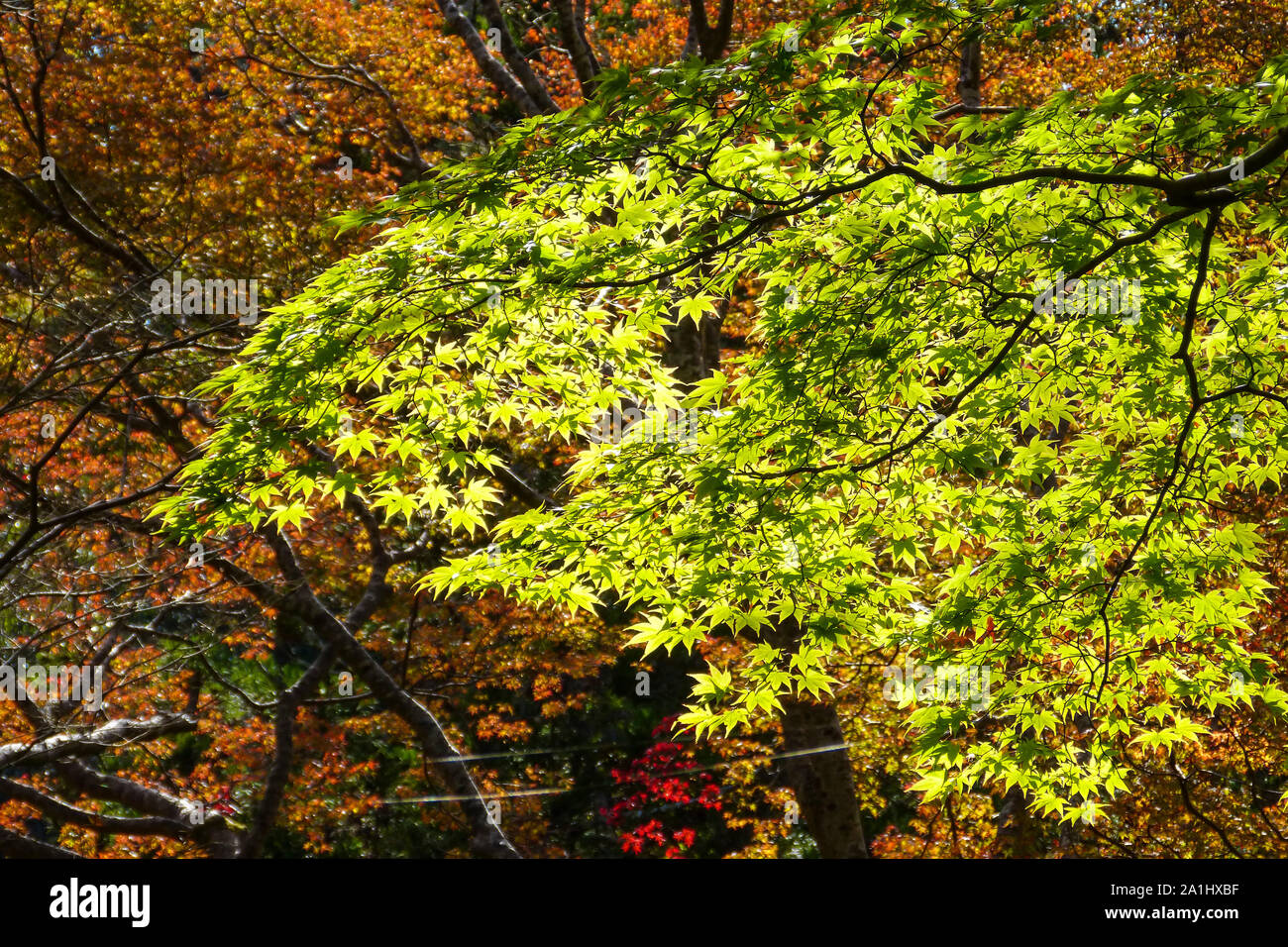 Belle branche de feuilles d'érable vert rétro-éclairées prise contre les érables brunants pendant l'automne Kyoto, Japon Banque D'Images