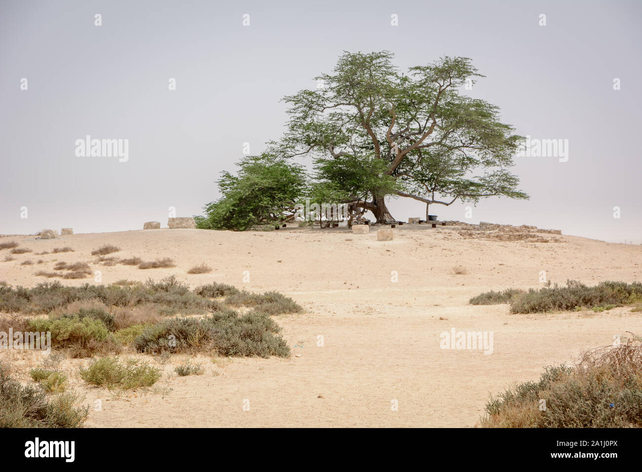 Arbre de vie Bahreïn Banque D'Images