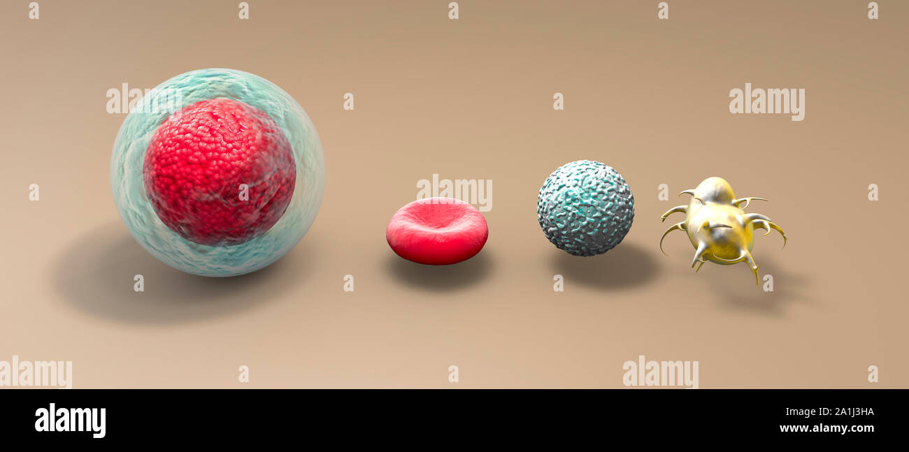 Les cellules souches du sang est une des cellules immatures qui peuvent se développer dans tous les types de cellules du sang (globules blancs, globules rouges, plaquettes). La moelle osseuse Banque D'Images