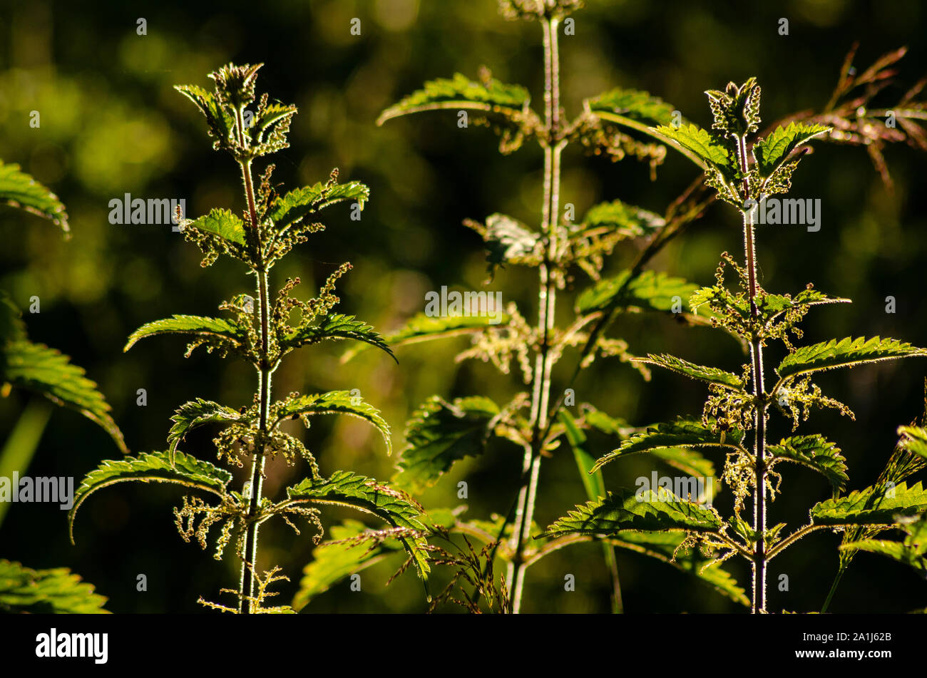 Close up d'orties retour éclairé avec la lumière du soleil Banque D'Images