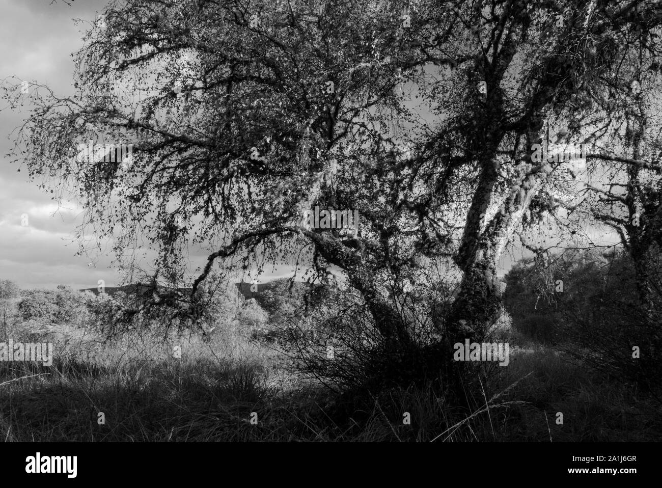 Pittoresque Forêt à Sutherland Ecosse UK Banque D'Images