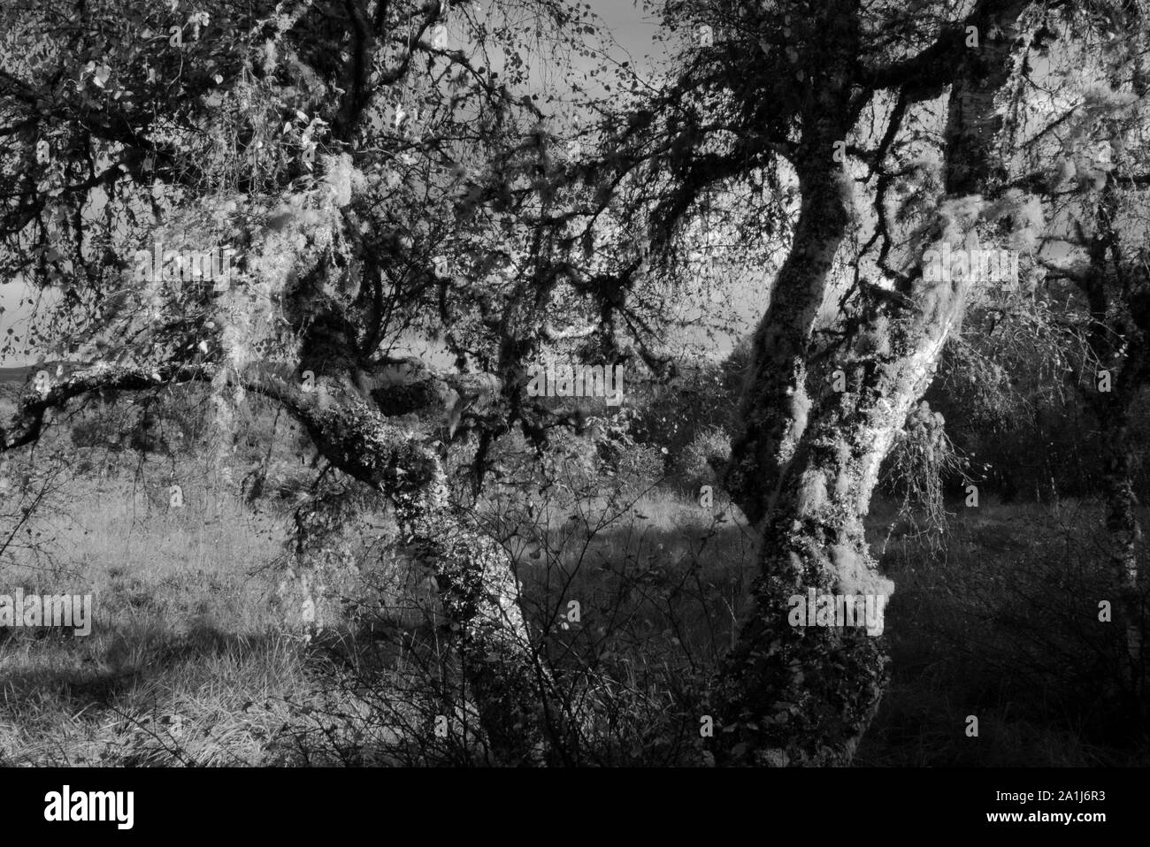Pittoresque Forêt à Sutherland Ecosse UK Banque D'Images