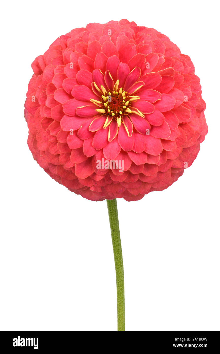 Couleur rouge zinnia, belle fleur isolé sur fond blanc. Photo haute résolution. La profondeur de champ. Banque D'Images