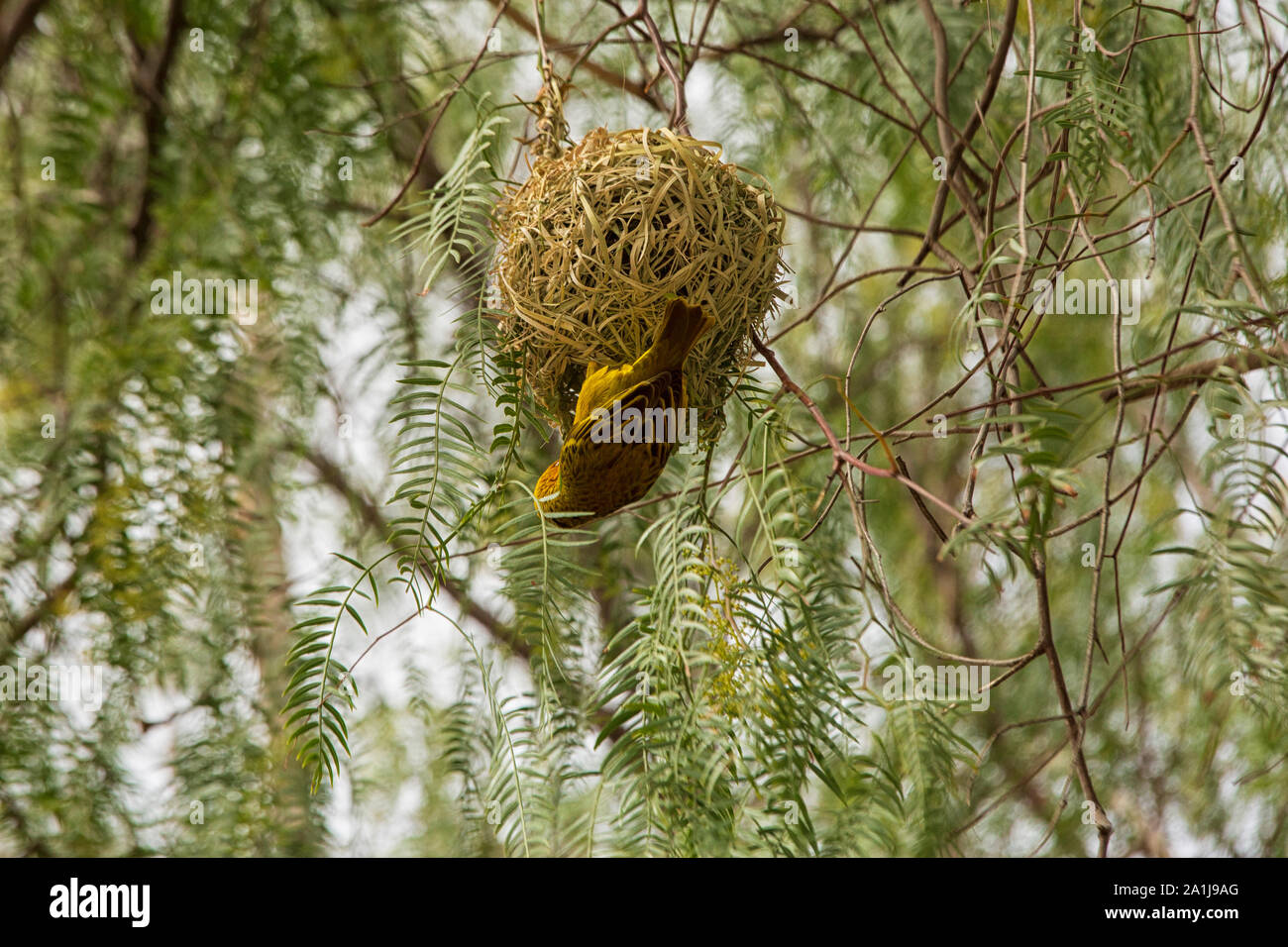 Une Palme d'or Weaver Ploceus bojeri - oiseaux - et son nid, Afrique du Sud Banque D'Images