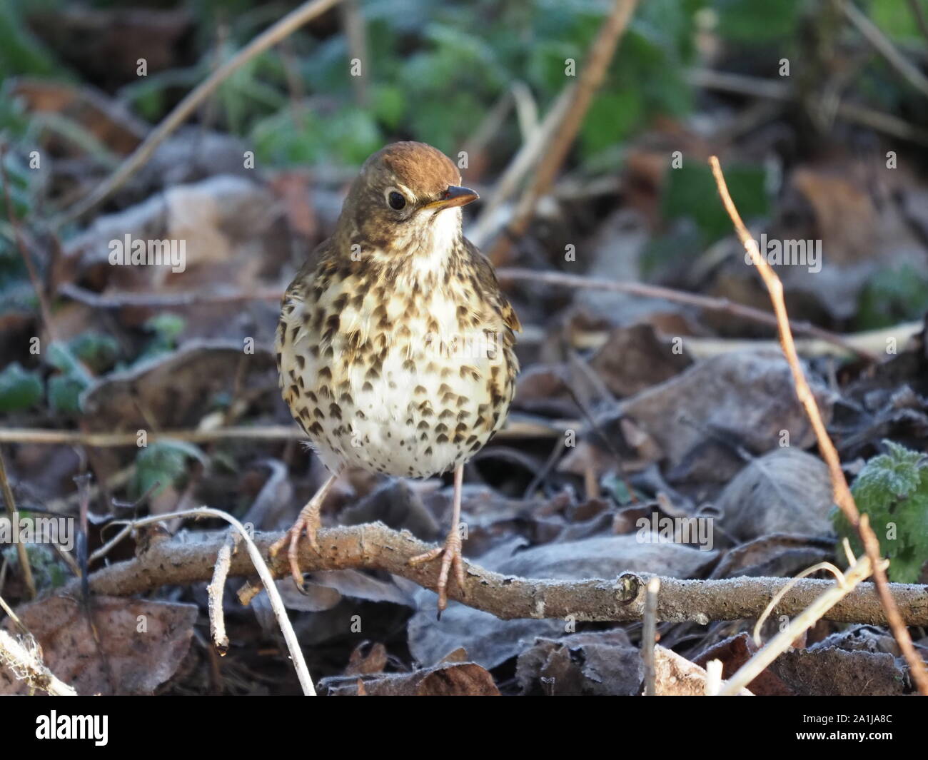 Grive musicienne Bird Rickmansworth Aquadrome Angleterre Banque D'Images