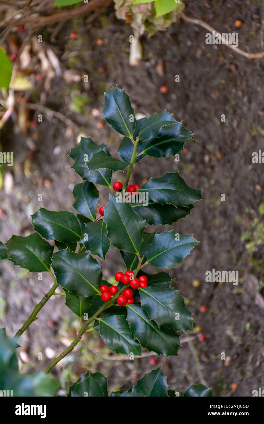 Fond de Noël, Ilex aquifolium Banque D'Images