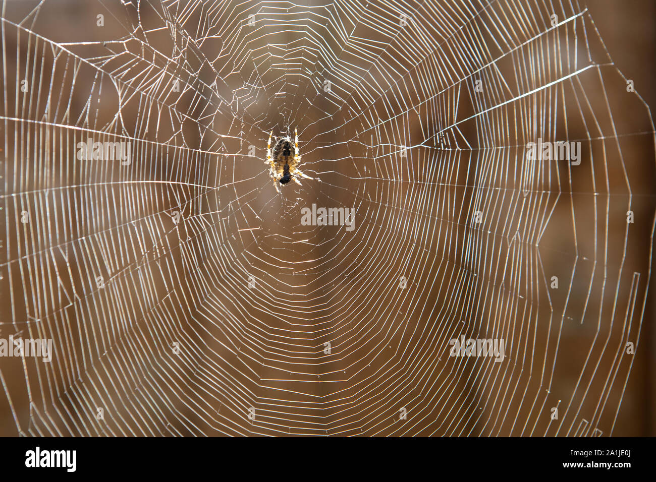 Araneus quadratus garden spider web Banque D'Images