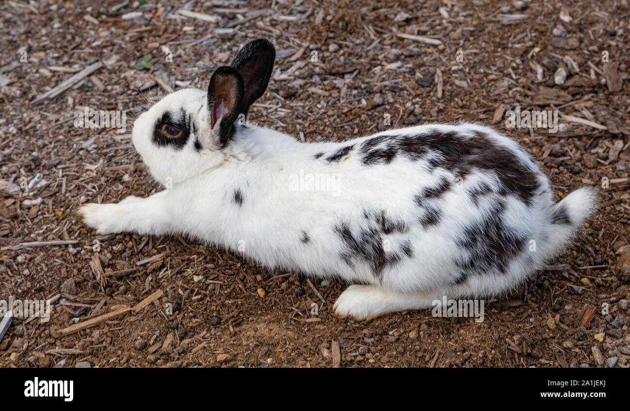 Close up shot d'un jeune lapin sauvage unique, noir et de blanc, d'avoir un gros s'étirer avant de sauter de là. Banque D'Images
