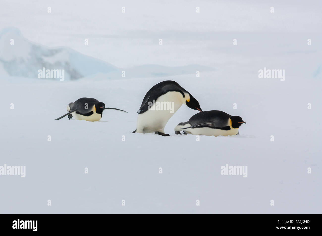 Un trio de manchots empereurs traversant la mer de glace à bord de glace rookery à nourrir. Snow Hill Island, l'Antarctique Banque D'Images