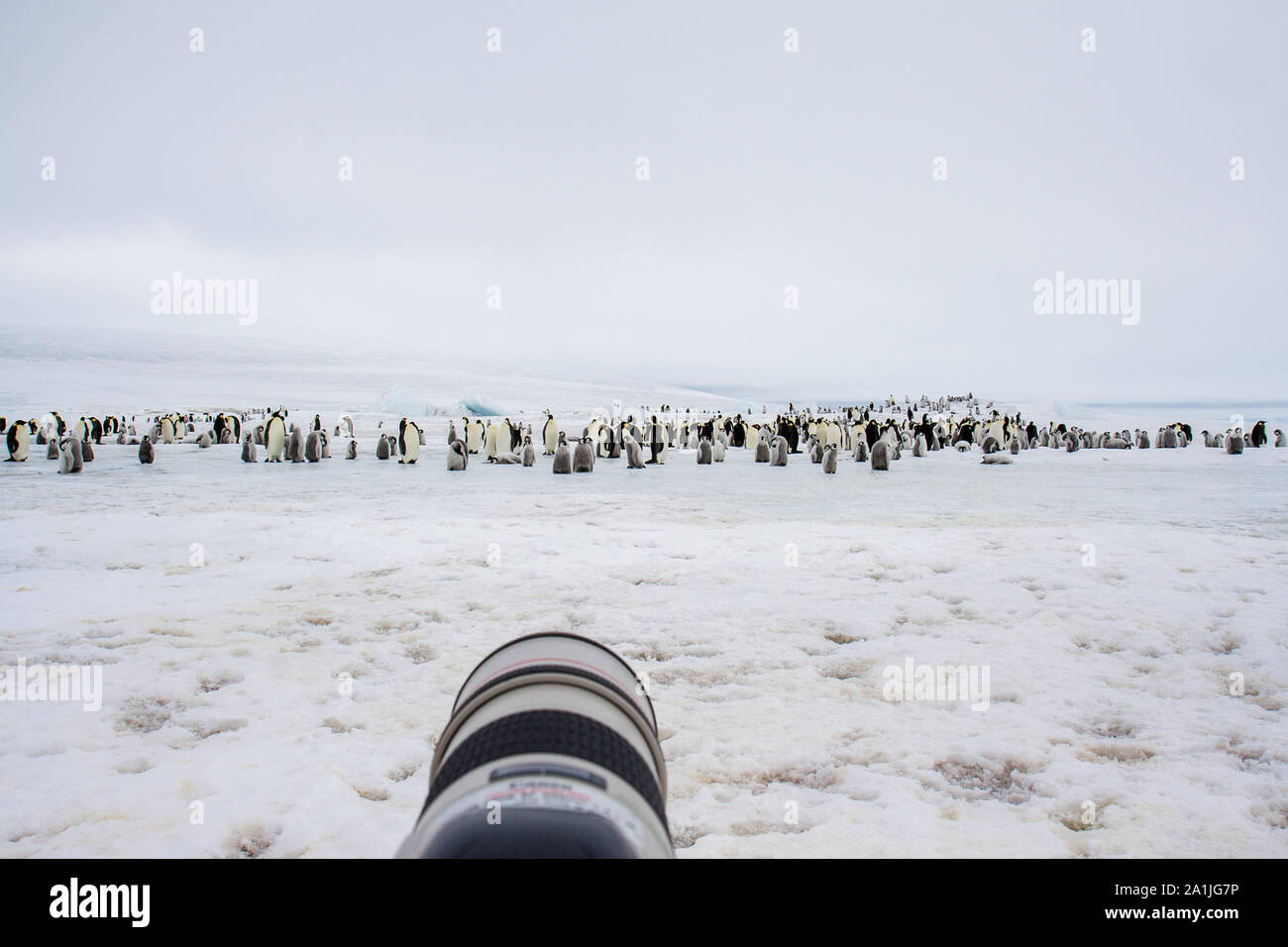 La photographie de la faune : colonie de manchots empereur dans Snow Hill Island, l'Antarctique Banque D'Images