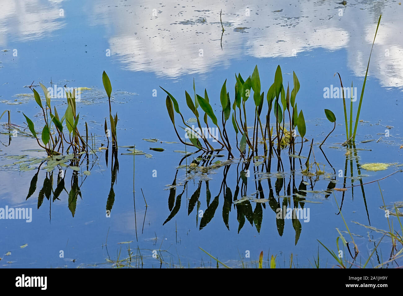 Plantain d'eau des plantes, ciel bleu et nuages se reflétant dans l'eau Banque D'Images
