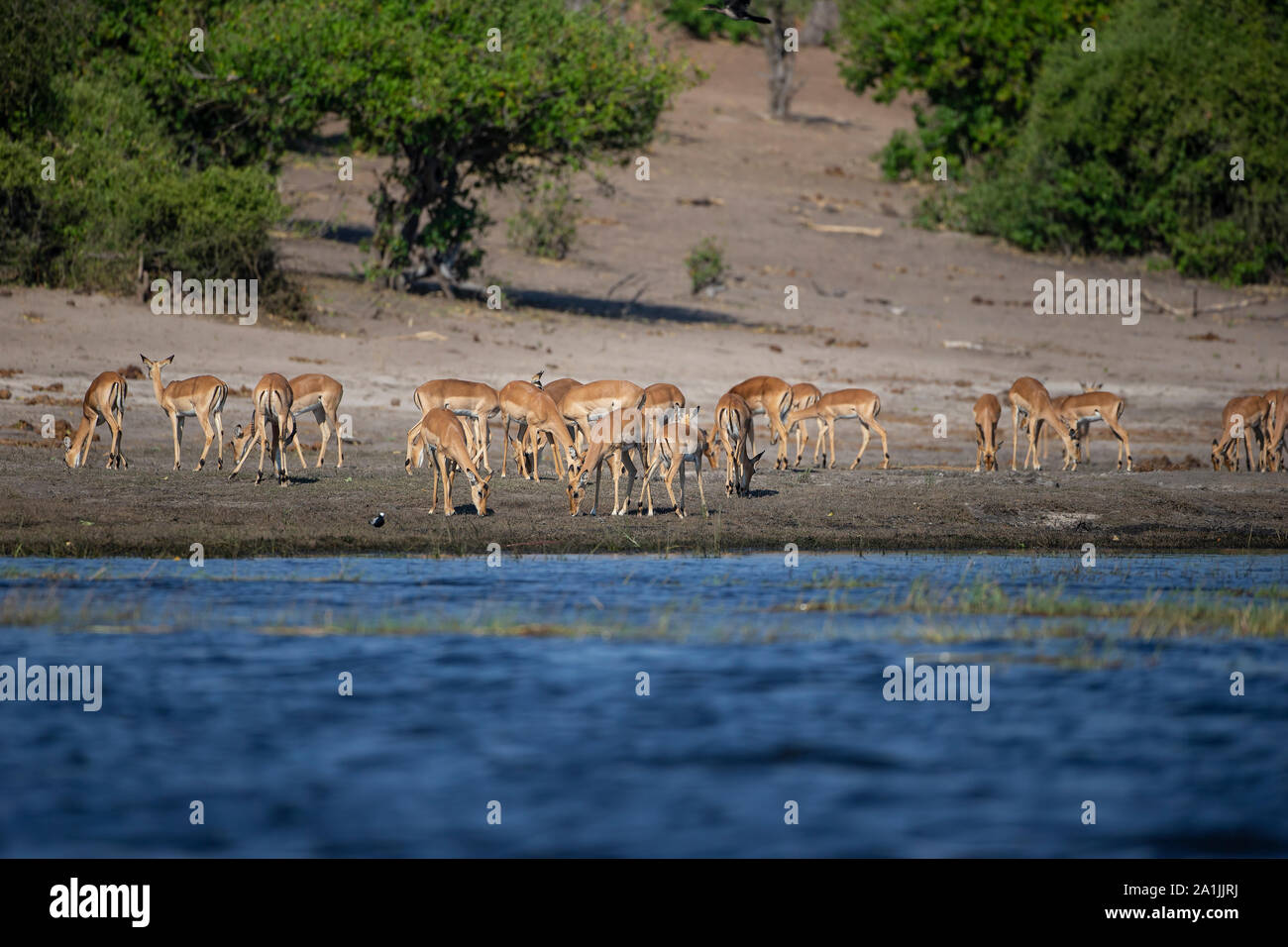 Un troupeau d'impalas Aepyceros melampus africaine le pâturage sur les rives de la rivière Chobe au Botswana. Banque D'Images