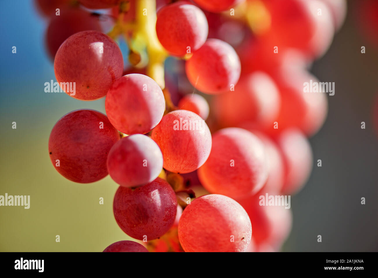 Coucher de soleil sur le raisin rouge - gros plan d'une grappe de raisin, l'arrière-plan. Vignes au coucher du soleil en automne la récolte. Raisins mûrs en automne. Banque D'Images