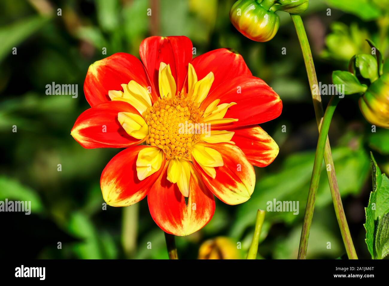 Dahlie Ourson (Asteraceae), cou ruff Dahlie, hybride, fleur d'automne, Bavière, Allemagne Banque D'Images