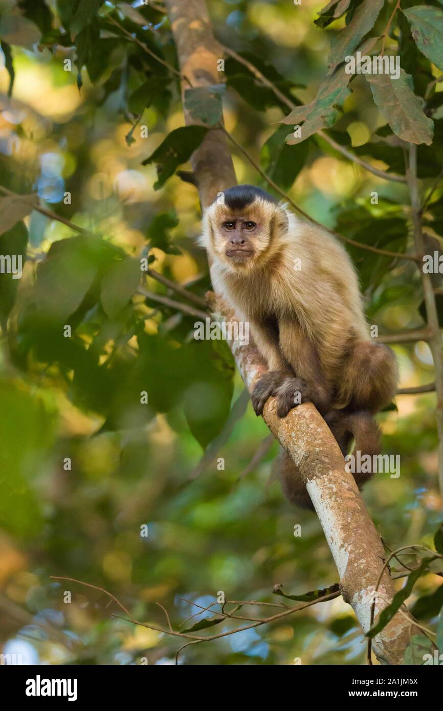 Capucin touffetée (apella cebus), assis sur une branche, Pantanal, Brésil Banque D'Images