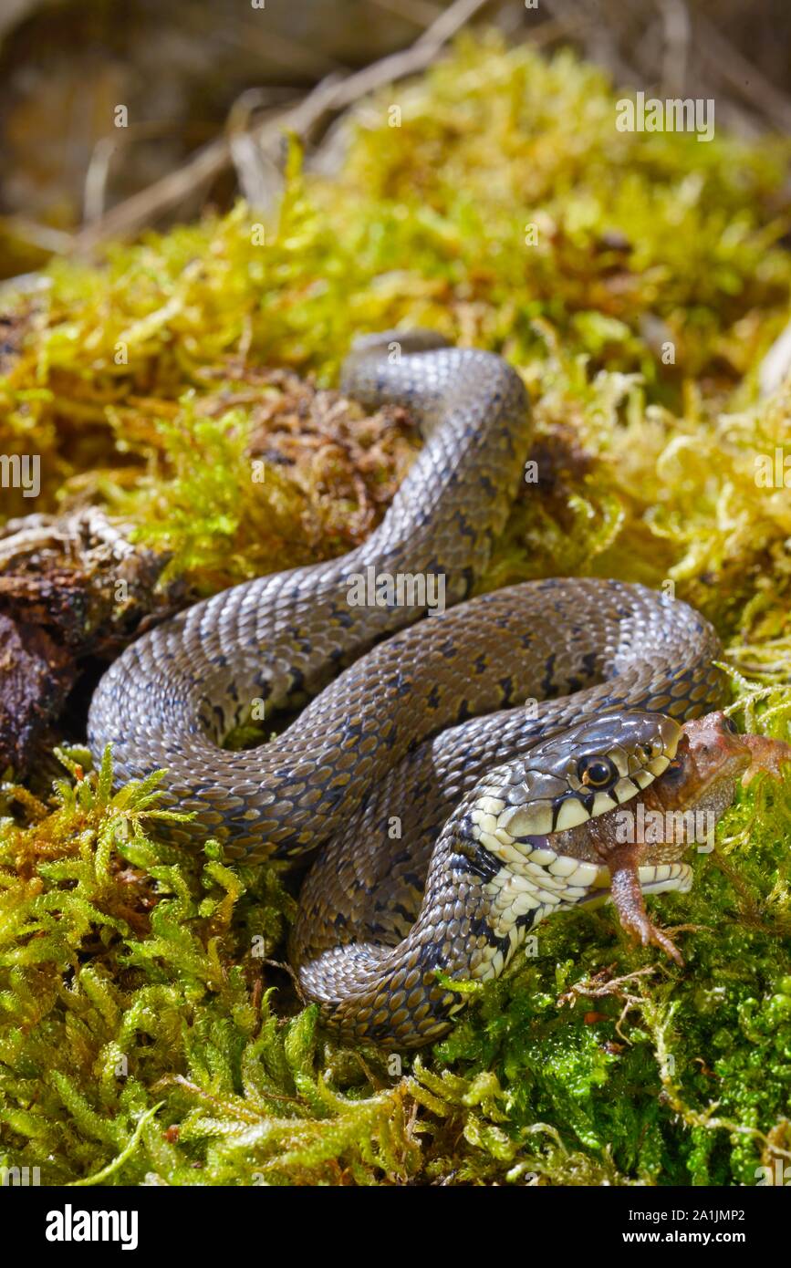 La Couleuvre Collier Natrix Helvetica Manger Un Crapaud Poitou 