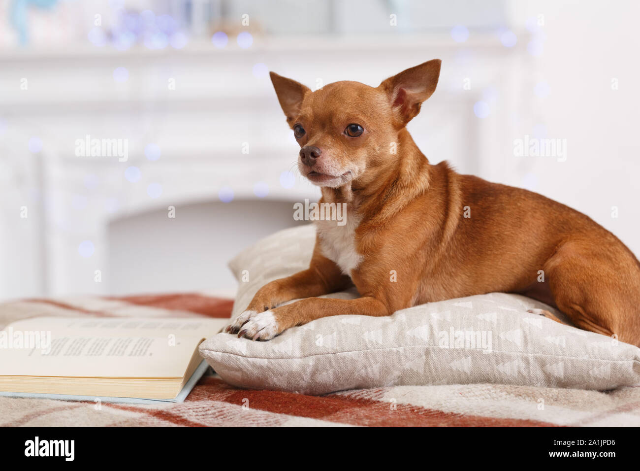 Le confort. Chien couché sur un oreiller dans la chambre avec réserve à la recherche de l'appareil photo arrière-plan flou Banque D'Images