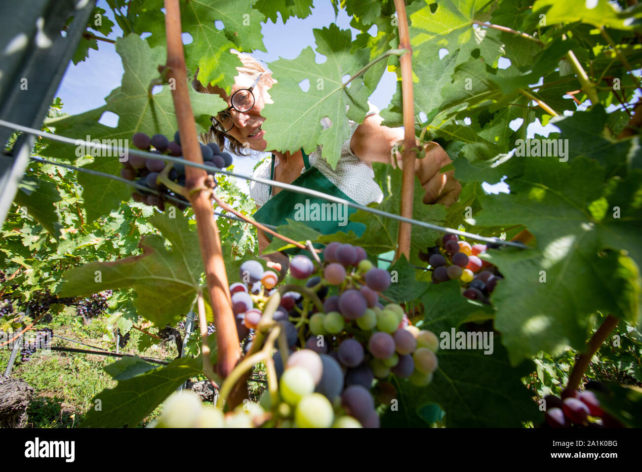 Vigneron Marie- Thérèse Chappaz l'élagage du raisin à l'un de ses lots à proximité de la grotte M-T Chappaz-en pleinement en Valais. Banque D'Images