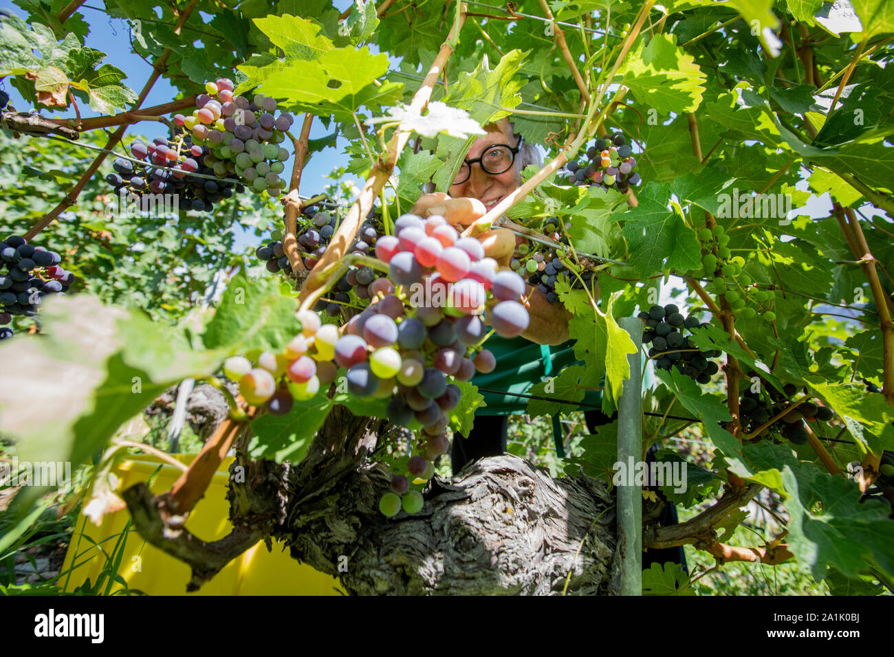 Vigneron Marie- Thérèse Chappaz l'élagage du raisin à l'un de ses lots à proximité de la grotte M-T Chappaz-en pleinement en Valais. Banque D'Images