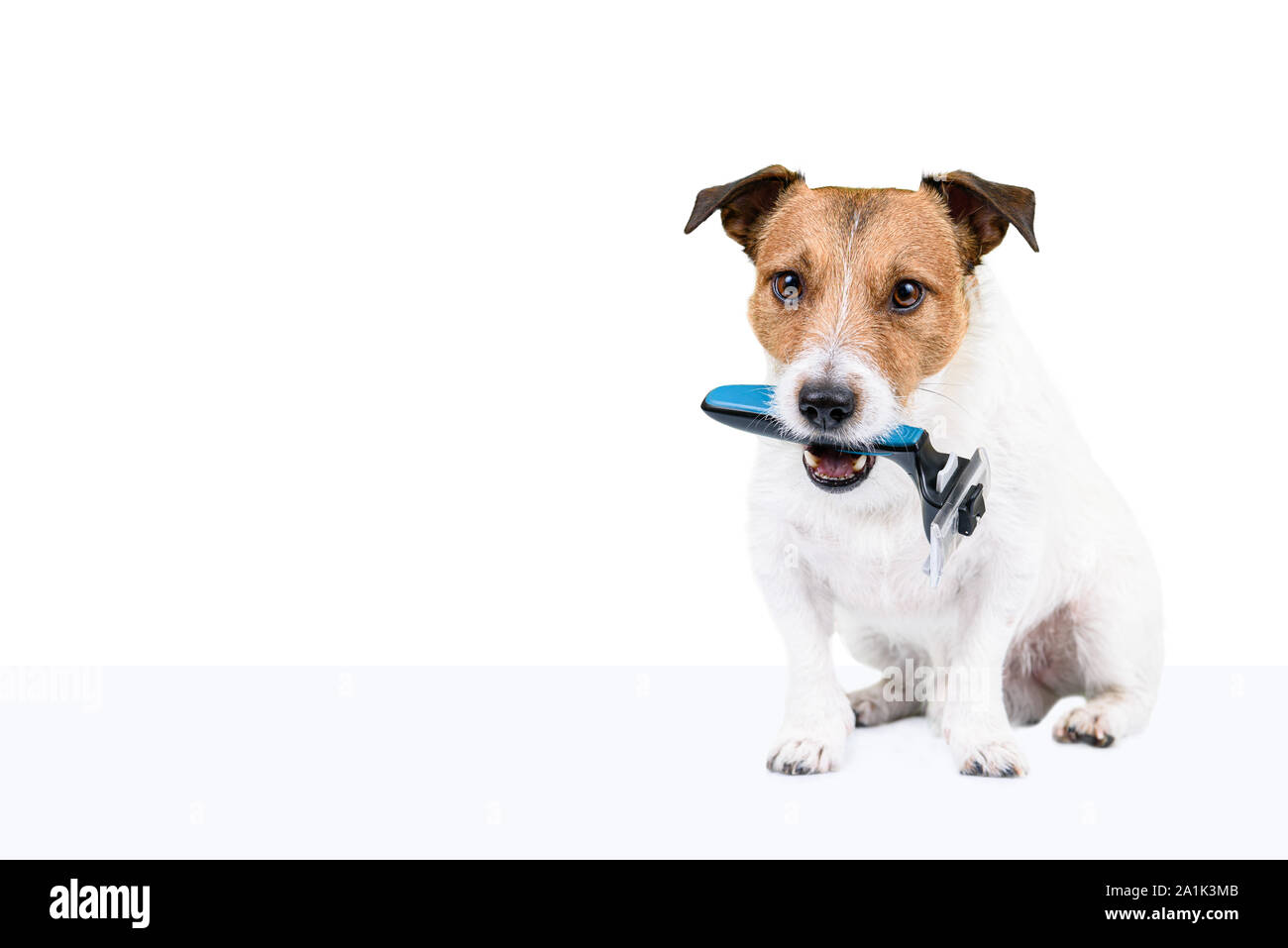 Mignon chien tenant dans la bouche brosse polissoir pour pet grooming Banque D'Images