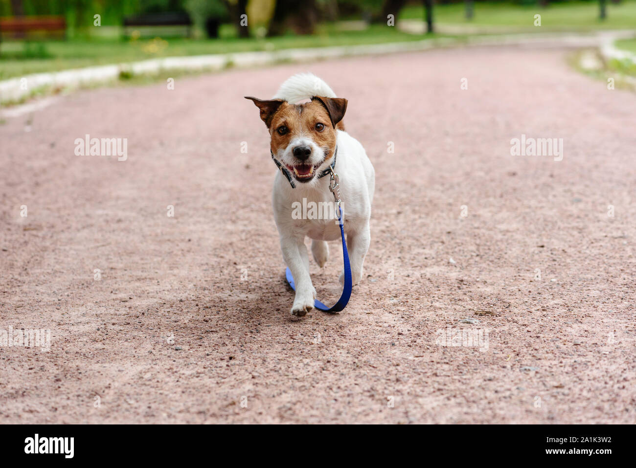 Chien excité avec laisse se vautrer sur le sol de l'appareil photo à venir Banque D'Images