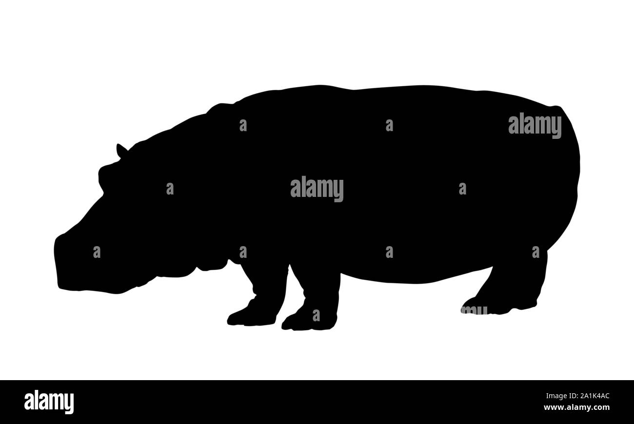Silhouette d'hippopotames isoler on white background vector Illustration de Vecteur