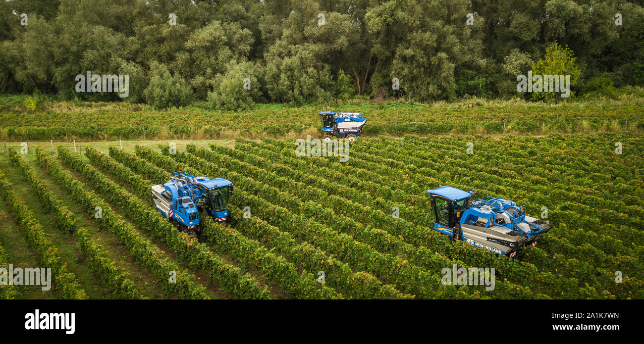 France, Gironde, septembre, 26-2019, la récolte mécanique avec quatre Machines pour la vente, l'AOC Bordeaux, vignoble bordelais, Gironde, Aquitaine Banque D'Images
