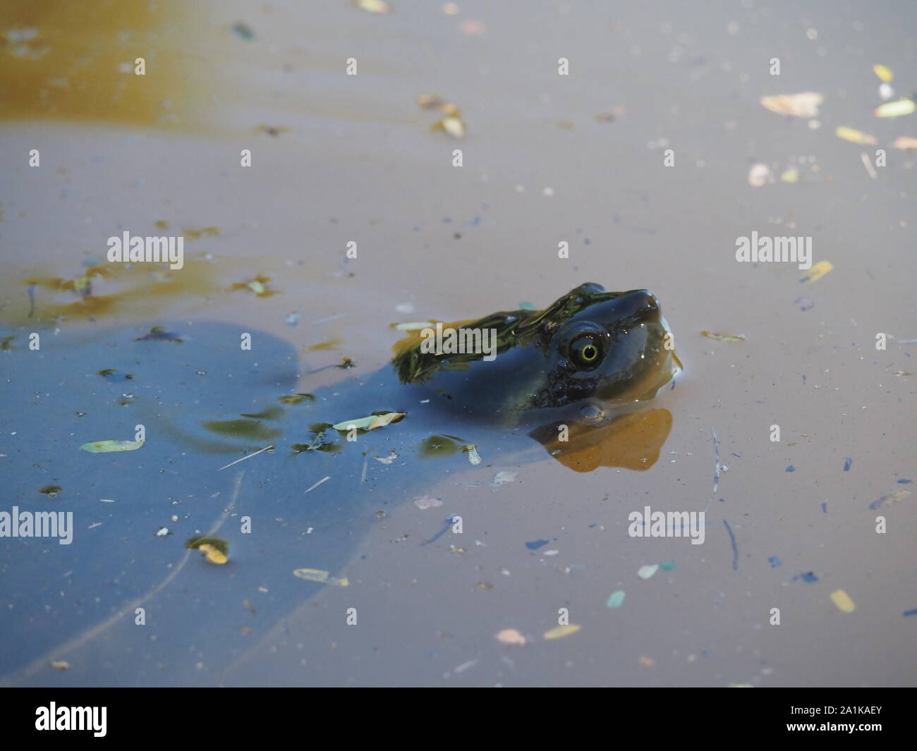 Les tortues d'eau douce River Australie Banque D'Images