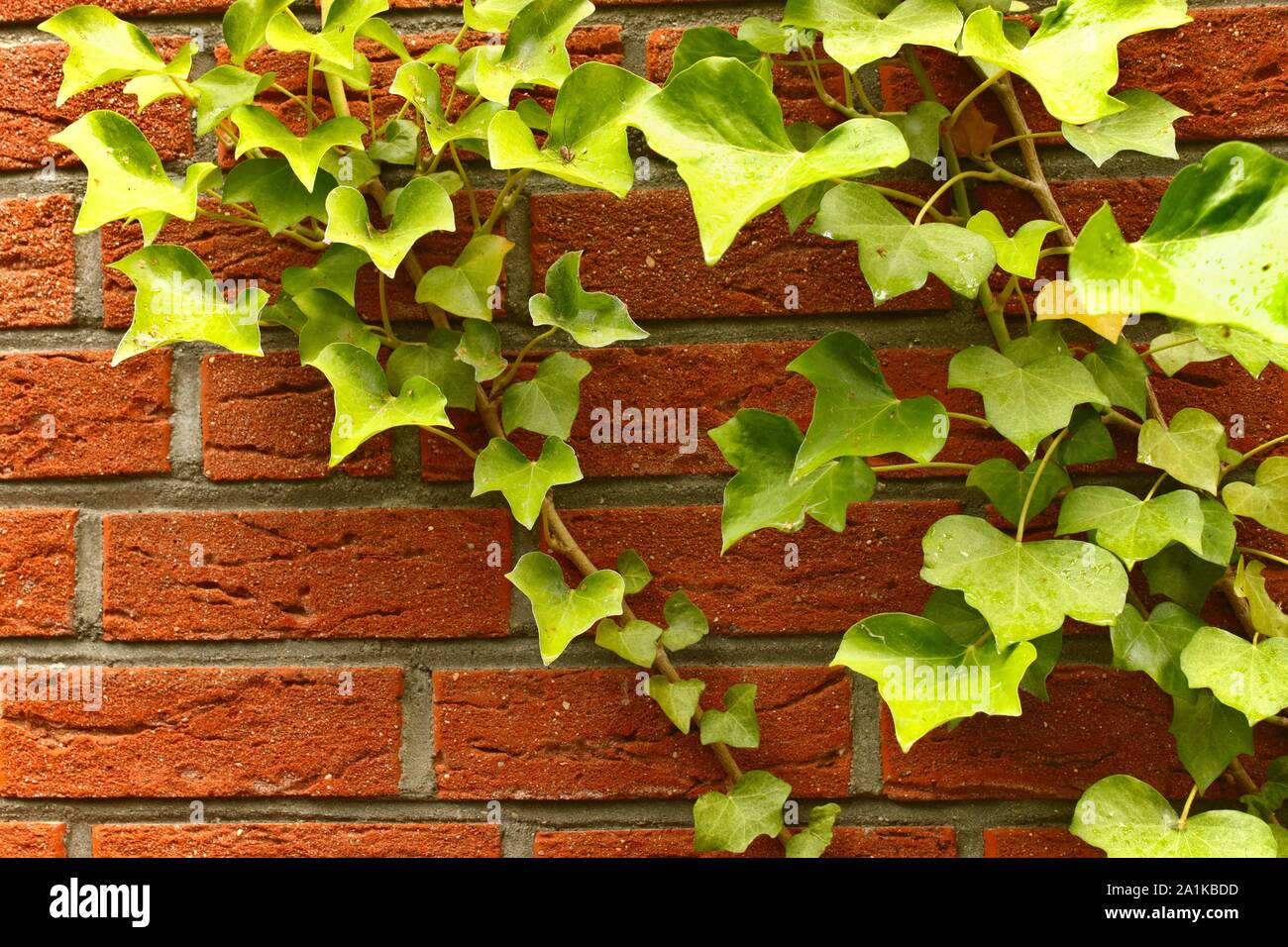 Une plante de couleur vert lime de lierre pousse sur un mur de brique rouge Banque D'Images