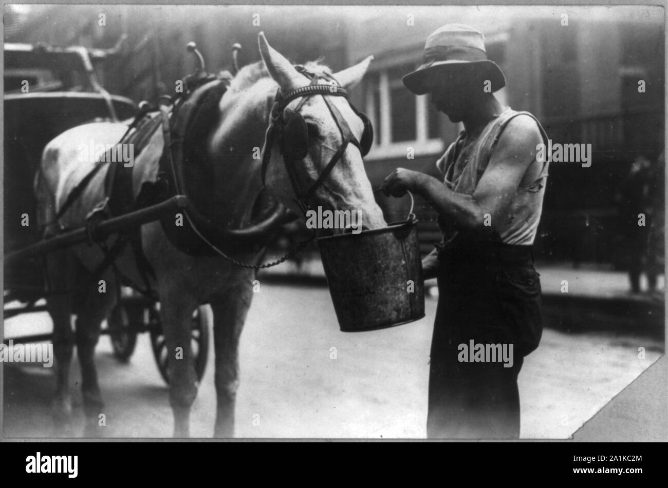 New York City : cheval harnaché de manger ou de boire à partir d'un seau, un homme qui est maintenant Banque D'Images