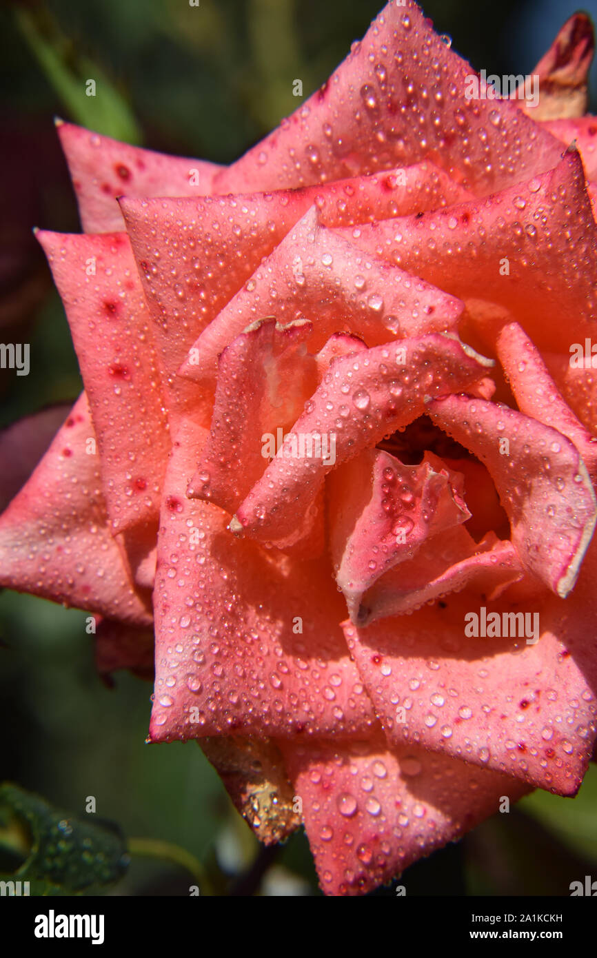 Fleur Rose Corail avec des gouttes d'eau sur les pétales - Beau Jardin Banque D'Images