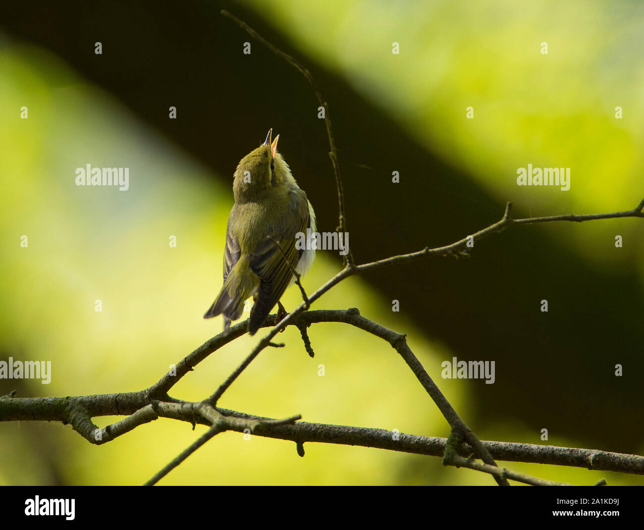 Bois de chant orangée (Phylloscopus sibilatrix) de l'ouest dans un forêt de chênes, dans le Peak District. Banque D'Images