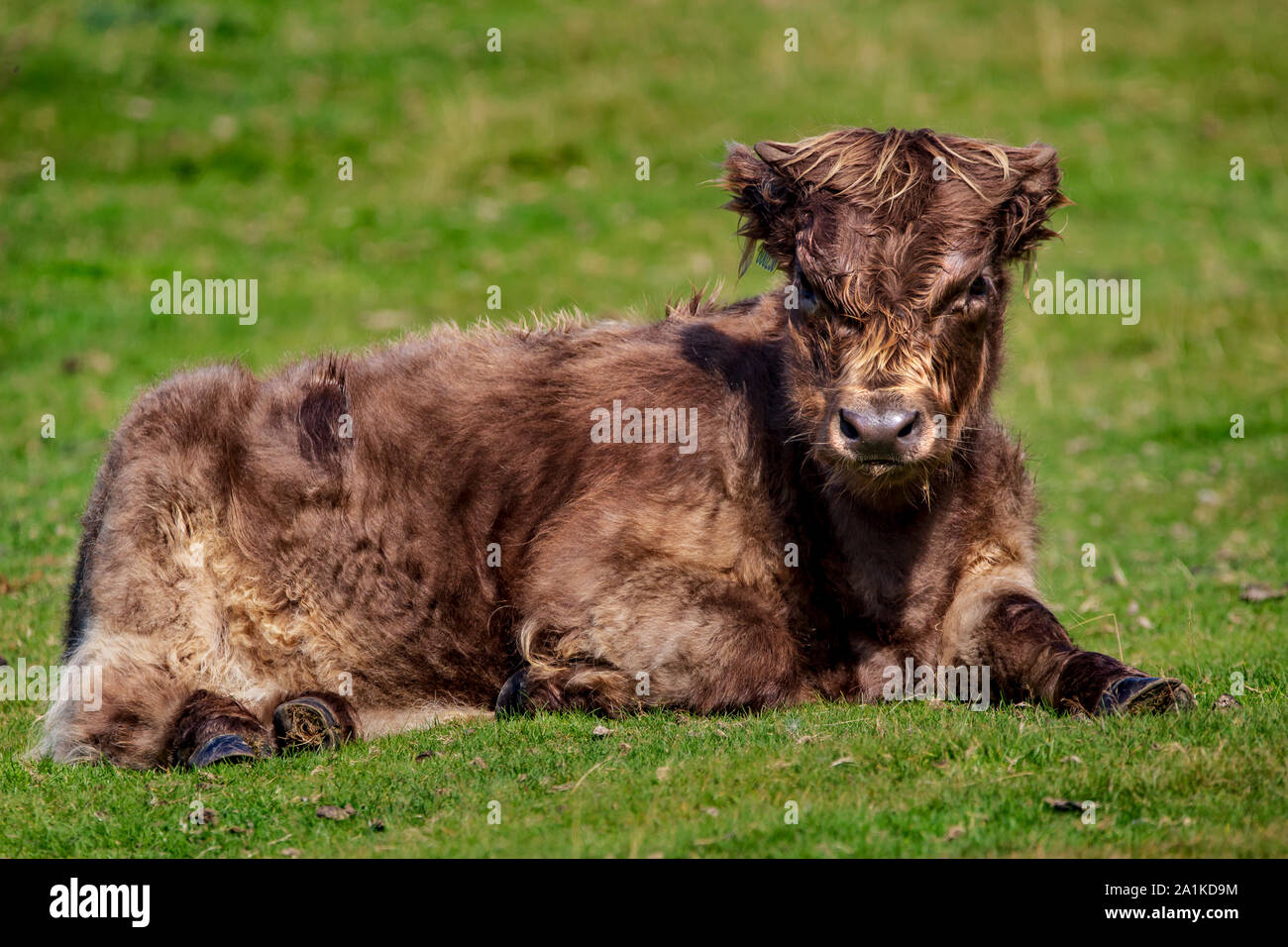 Veau Vache Highland Bebe Brun Ressemble A L Atout De Donald Photo Stock Alamy