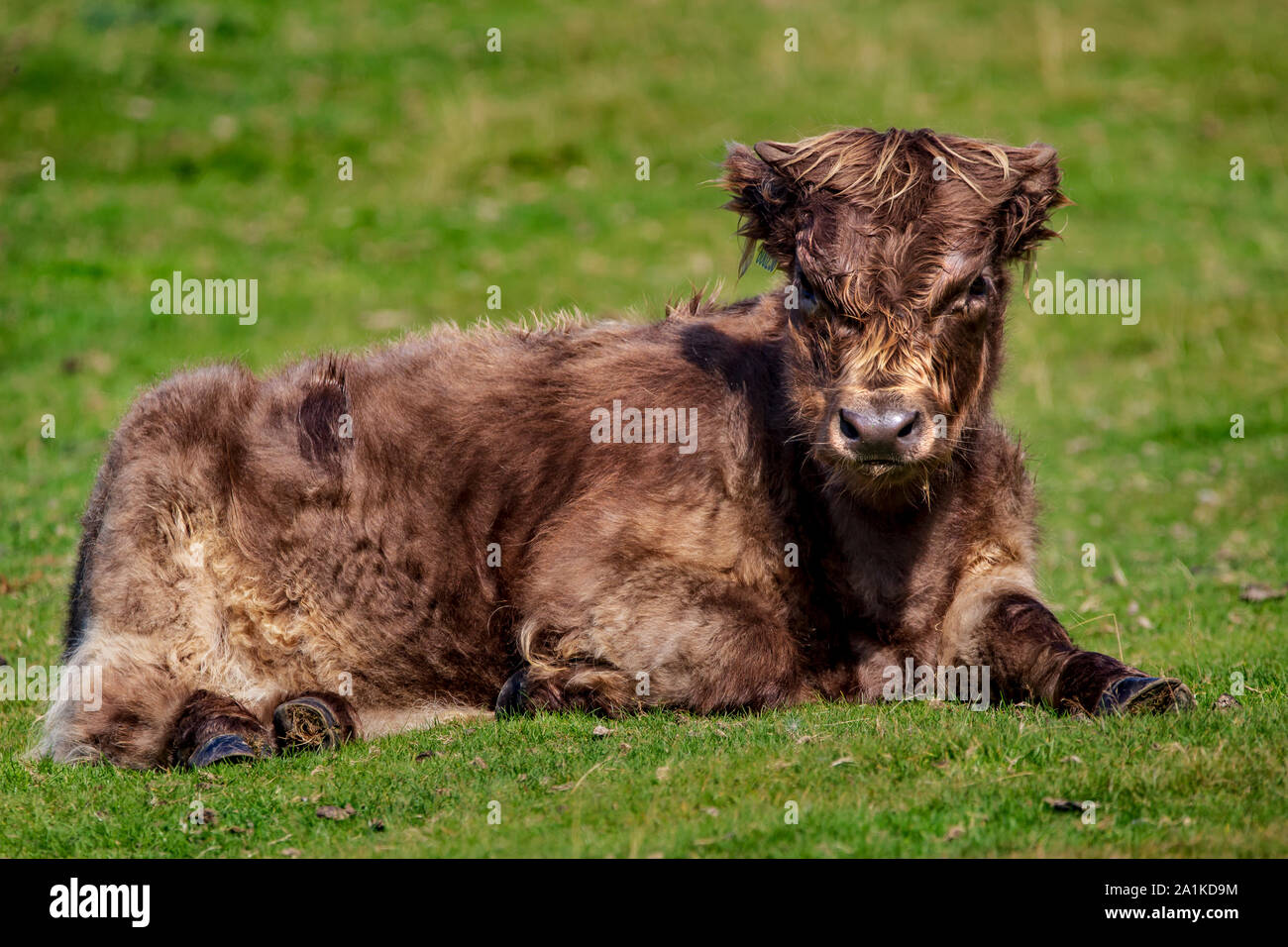 Veau Vache Highland Bebe Brun Ressemble A L Atout De Donald Photo Stock Alamy Veau Vache Highland Bebe Brun Ressemble A L Atout De Donald Photo Stock Alamy