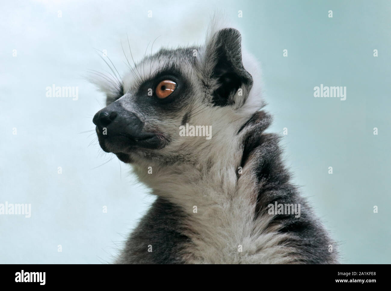 Untitled Document l'anneau (Lemur catta) Banque D'Images