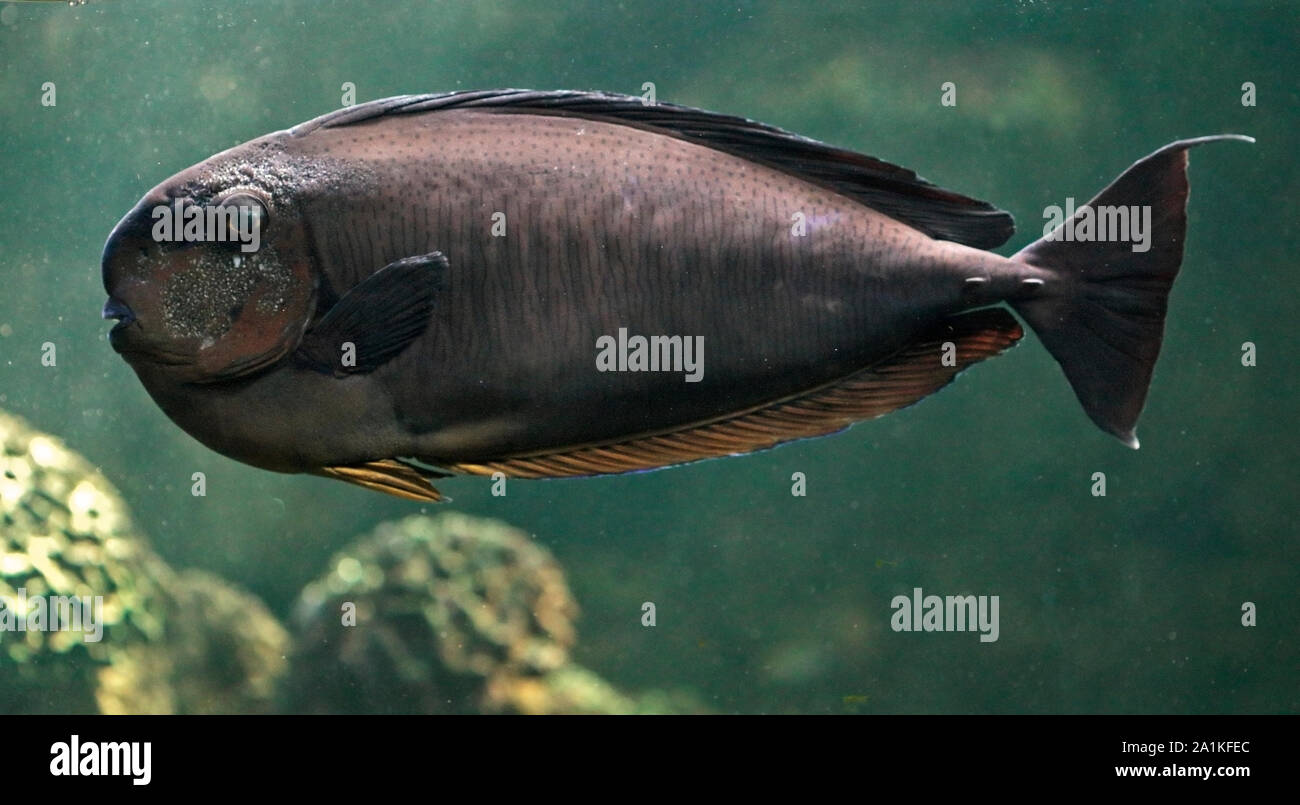 Naso vlamingii Bignose (Goldfish) Banque D'Images