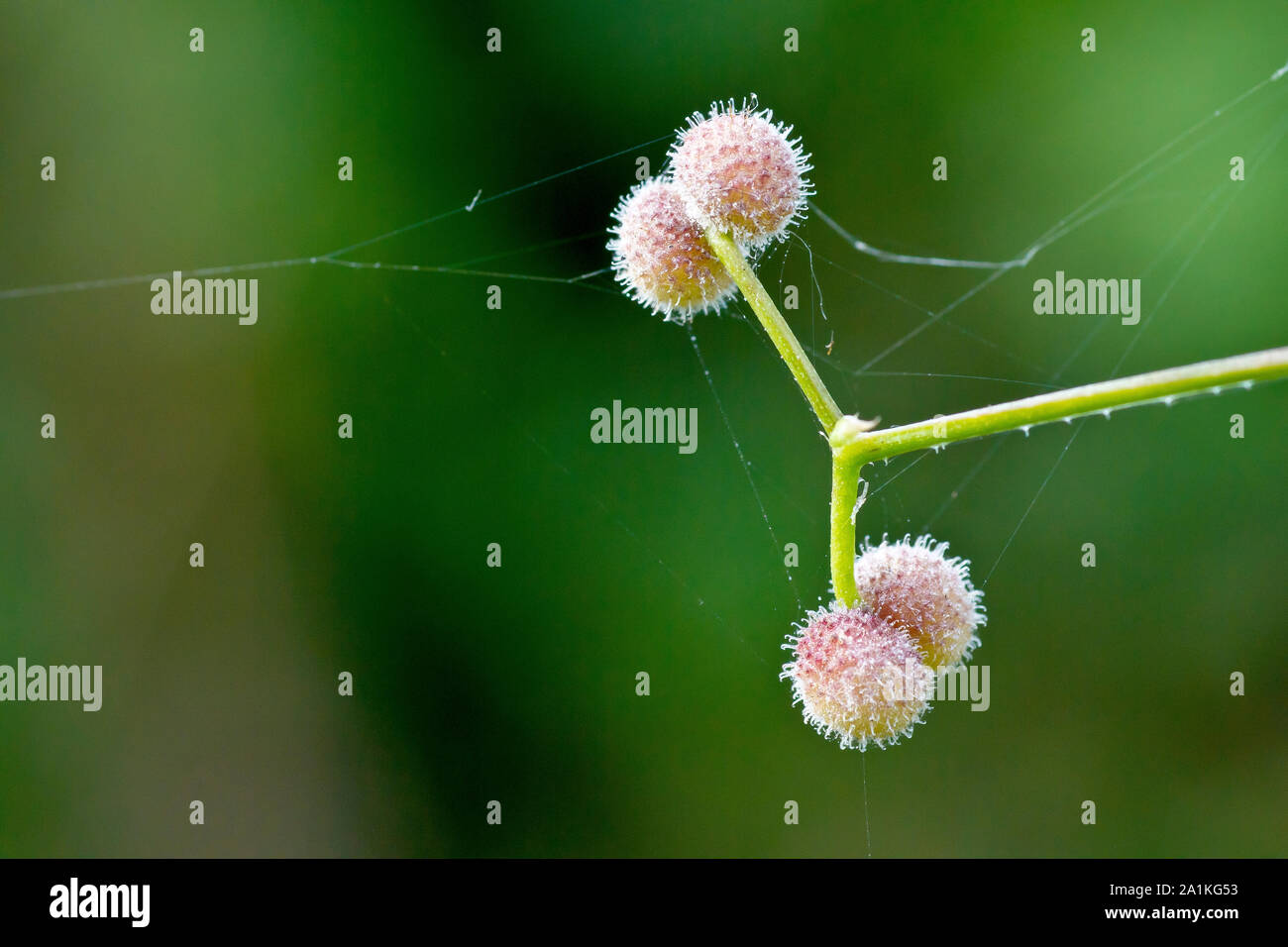 Éleusine, gaillet gratteron ou collant Willie (Galium aparine), close up montrant les poils crochus du fruit que verrouiller sur tout ce qui passe. Banque D'Images