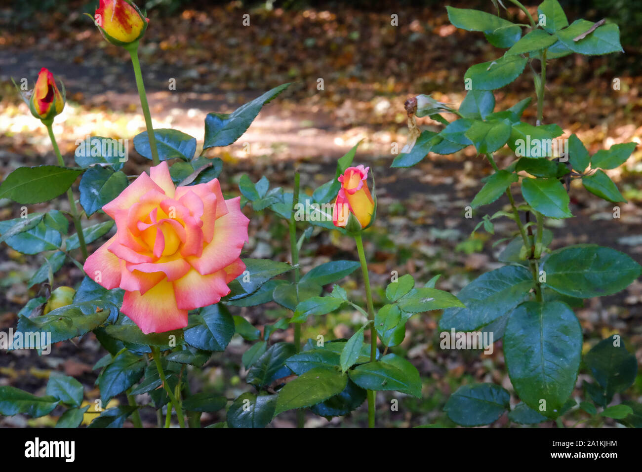 Une rose jaune et rose en pleine floraison dans le parc avec plusieurs autres à côté de plus en plus, il n'est pas encore ouvert. Brown feuilles d'automne sur le sol. Banque D'Images