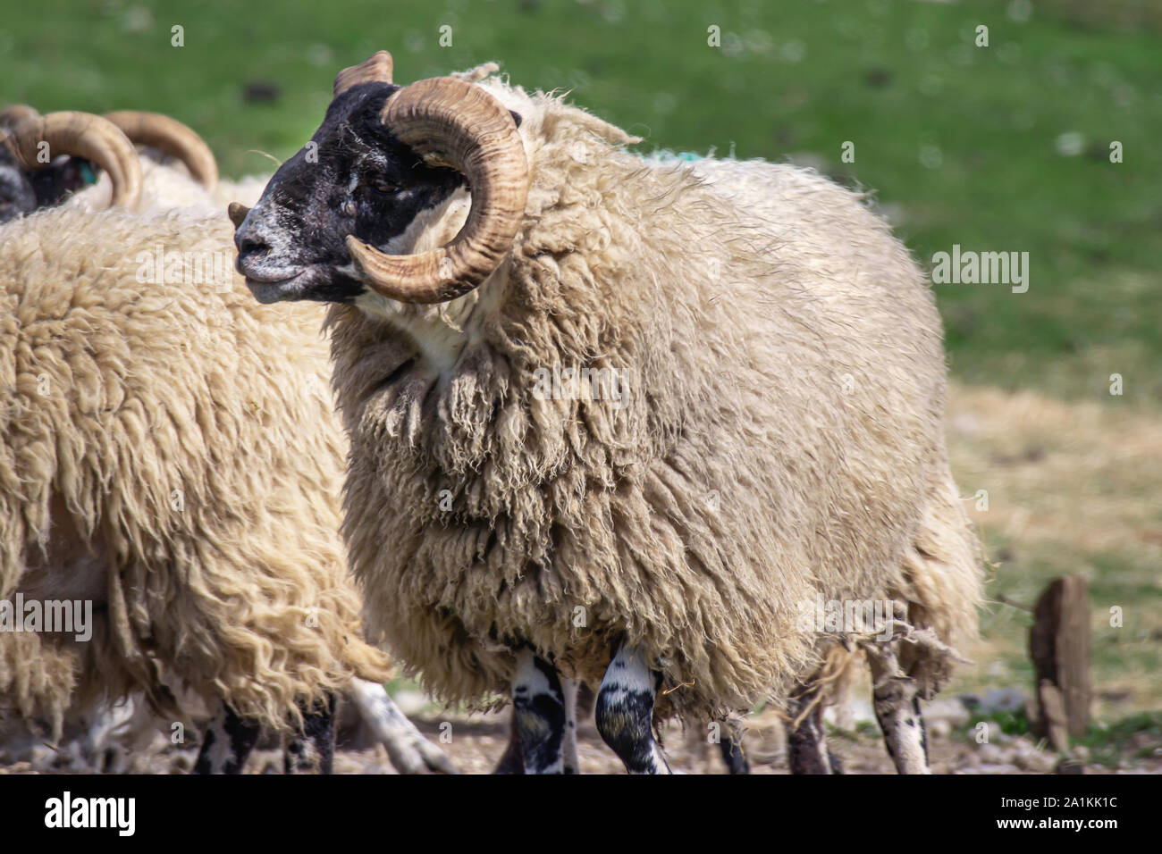 Pure race primé ram.Belle ferme animal.L'agriculture au Royaume-Uni. Banque D'Images