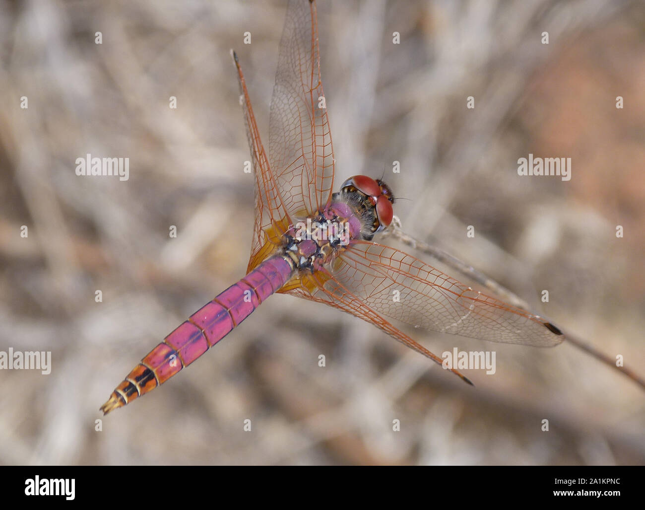 Dragon-fly Banque D'Images