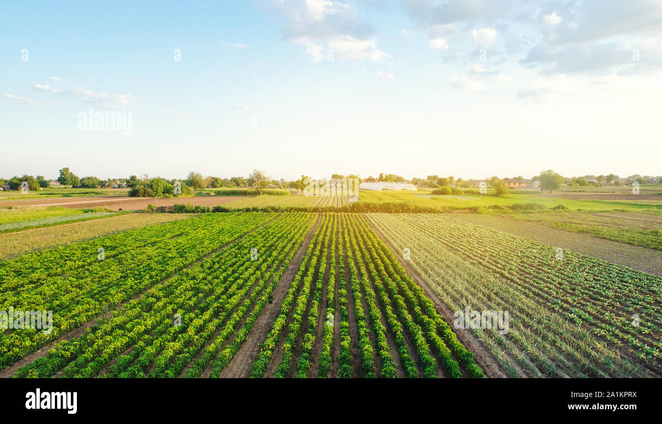 Lignes / de jeunes plantations de poivre, de poireau, de chou sur une ferme sur une journée ensoleillée. Accroître les légumes organiques. Produits respectueux de l'environnement. Les terres de l'Agriculture et de l'extrême Banque D'Images