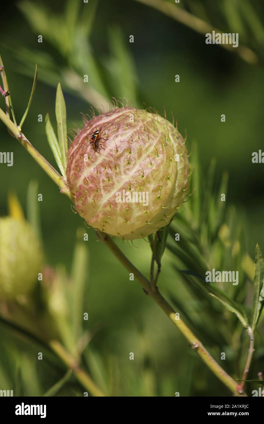 Boules de poils, balloonplant, coton ballon-bush, Bishop's balls, clous, ou usine de Swan, Gomphocarpus physocarpus, usine de ballons Banque D'Images