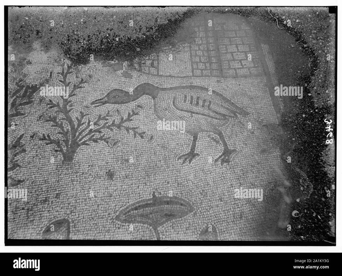 Vues du nord. Ain Tabgha. Sol de mosaïque. Un canard et le feuillage Banque D'Images