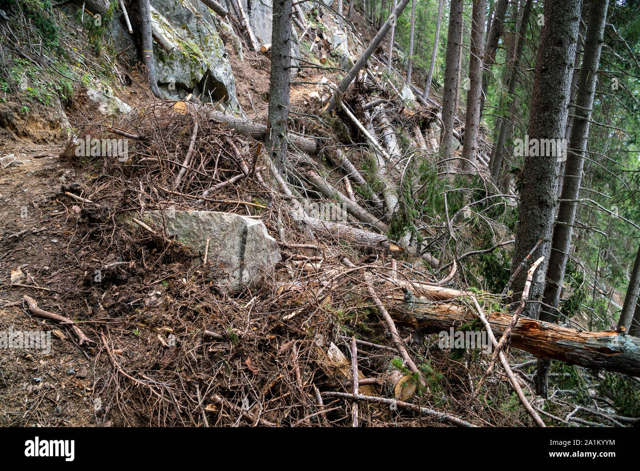 Destruction du couvert forestier après l'avalanche Banque D'Images