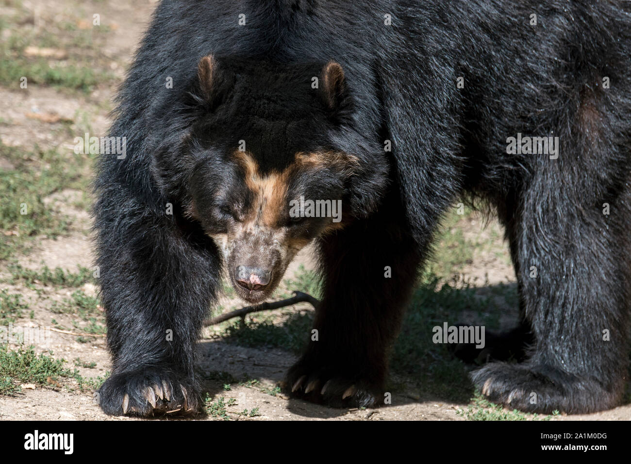 Ours à lunettes / ours andin andine / / L'ours à tête courte ours montagne (Tremarctos ornatus / Ursus ornatus) originaire de l'Amérique du Sud Banque D'Images
